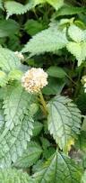 Image result for Lecanthus peduncularis