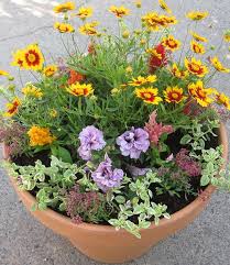 Many evergreen shrubs are easy to grow and provide form and structure to the garden. Dog Friendly Plant List Green Acres Nursery Supply