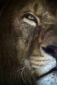 sans titre lions animals big cats