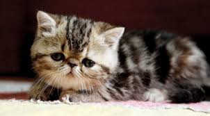 Exotic Shorthair Kedisi Hastaliklari Gundem Ileri Gazete