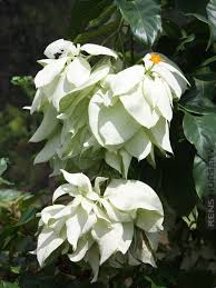 Image result for Mussaenda