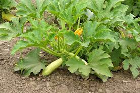 It looks like an elongated football and is a. Growing Squash Top Tips For The Best Crop Ever