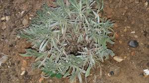 We did not find results for: My Lavender Is Dying
