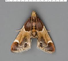 Image result for Pyralis farinalis