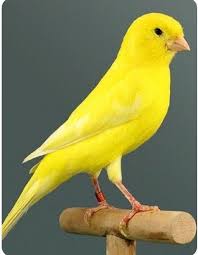 Small Yellow Bird With Red Cheeks Pin By Danny On Birds Canary Birds Beautiful Birds Pretty Birds