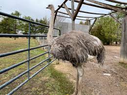 Generally, port dickson is well known for its various beaches, but there are plenty of other attractions in town that not many tourists know about. Ostrich Farm