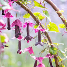 Image result for Rhodochiton atrosanguineum