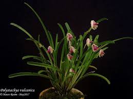 Image result for Polystachya cultriformis