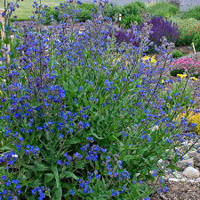 Image result for Anchusa