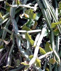Pin On Interesting Weedy Herbs Garden Alternative Medicine By Stefan King Sk