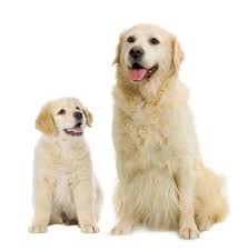 Image result for golden retriever