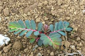 Image result for Phyllanthus parvus