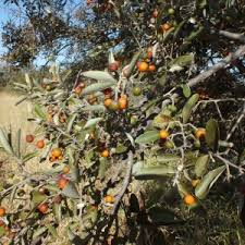 Image result for Grewia microthyrsa