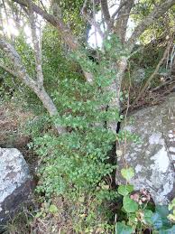 Image result for Cassinopsis ilicifolia