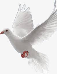 Pigeons Flying South Flying South Pige 123672 Png Images Pngio Free png images, clipart, graphics, textures, backgrounds, photos and psd files. pigeons flying south flying south