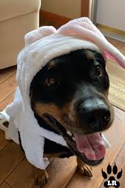 8.2 history & origins of the mixed breed. What Is The Rottweiler Doberman Mix Labrottie Com