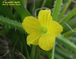 Image result for Cucumis melo