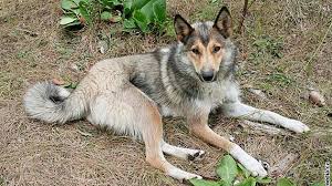 Image result for západosibiřská lajka