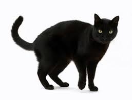 Bahkan situs tersebut juga berpendapat bahwa arti. Pin Di Cerita Kucing Peliharaan