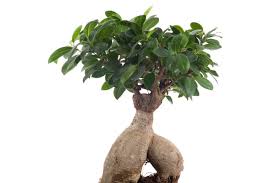 Poi c'è l'olmo giapponese, un bonsai da. Piante Da Appartamento Giapponesi