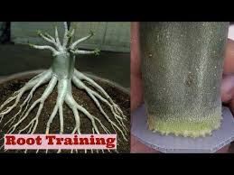 Pin On Gardening