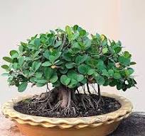 Ficus microcarpa care and uses
