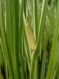 Image result for Calamus deerratus