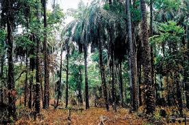 Image result for Crepidorhopalon goetzei