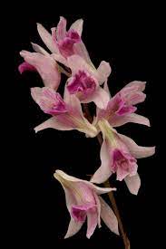 Dendrobium Elliottianum Orchid Flower Orchid Images Orchids