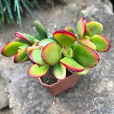 Image result for Crassula maputensis