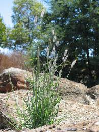 Image result for Dichanthium sericeum