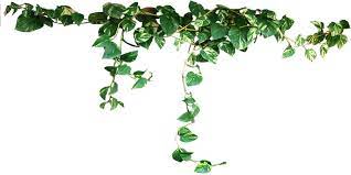 Draped Devils Ivy By Lilipilyspirit On Deviantart Plants Trendy Plants Climbing Vines