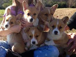 Check spelling or type a new query. Cute Akc Pembroke Welsh Corgi Puppies For Sale In Rome Georgia Classified Americanlisted Com