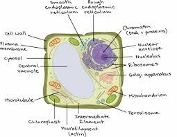 All energy flow (metabolism & biochemistry) of life occurs within cells. Intro To Eukaryotic Cells Article Khan Academy