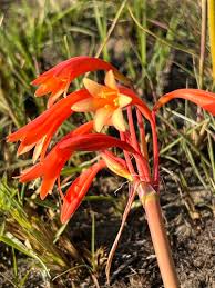 Image result for Cyrtanthus welwitschii