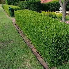 Wintergreen Boxwood Is Excellent Evergreen Shrub Tolerates Winter Cold Better Than Many Other Boxwood Landscaping Hedges Landscaping Large Backyard Landscaping