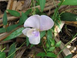 Image result for Vigna vexillata
