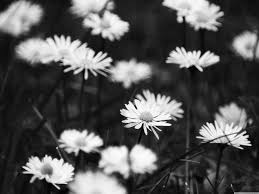 Download and use 7,000+ sad stock photos for free. Sad Black Wallpaper Daisy Flower White Black And White Monochrome Photography Black Nature Petal Plant Daisy 2423909 Wallpaperkiss