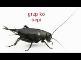 Lagi ngetrend nih whatsapp stikckers. Suara Jangkrik Grup Wa Youtube