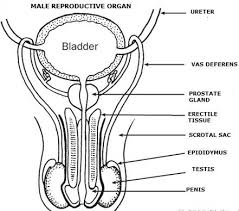 Male muscular system, full anatomical body diagram with muscle scheme, vector illustration educational poster. Male Reproductive Anatomy Diagram Anatomy Drawing Diagram