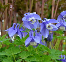 Image result for Aquilegia flabellata ministar