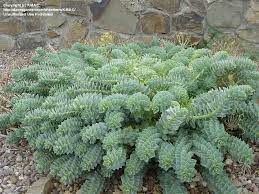 Maybe you would like to learn more about one of these? Full Size Picture Of Creeping Spurge Donkey Tail Myrtle Spurge Euphorbia Myrsinites Euphorbia Myrsinites Planting Succulents Euphorbia Plant