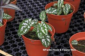 Daftar selengkapnya nama ilmiah bunga dan tanaman hias indonesia adalah sebagai berikut : Lagi Viral Ini 20 Jenis Tanaman Keladi Tercantik Serta Cara Merawatnya Rumah123 Com