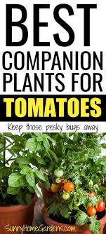 Maybe you would like to learn more about one of these? 22 Best Companion Plants For Tomatoes Sunny Home Gardens
