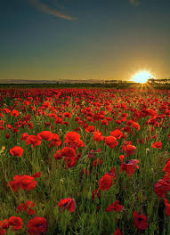 Sunset At Poppy Field Art Print by Danny Birrell Photography