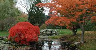Rock And Water Garden Japanese Water Gardens Water Garden Beautiful Gardens