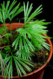 Image result for Actiniopteris semiflabellata