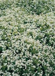Image result for Galium simense