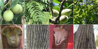 Small immature nuts are also frost sensitive. Eastern Black Walnut Vs Butternut Identification Bplant Org