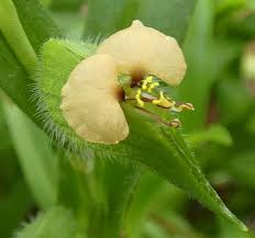 Image result for Commelina nigritana